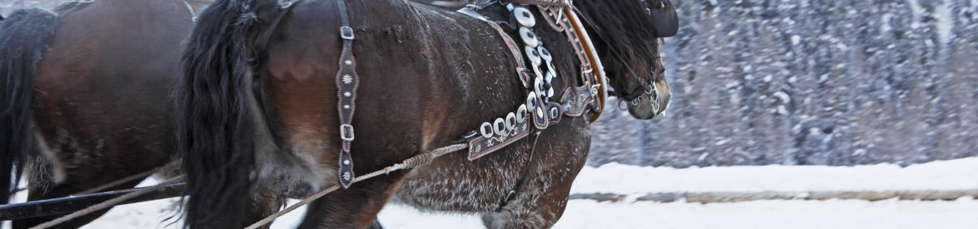 Una slitta trainata da cavalli in inverno